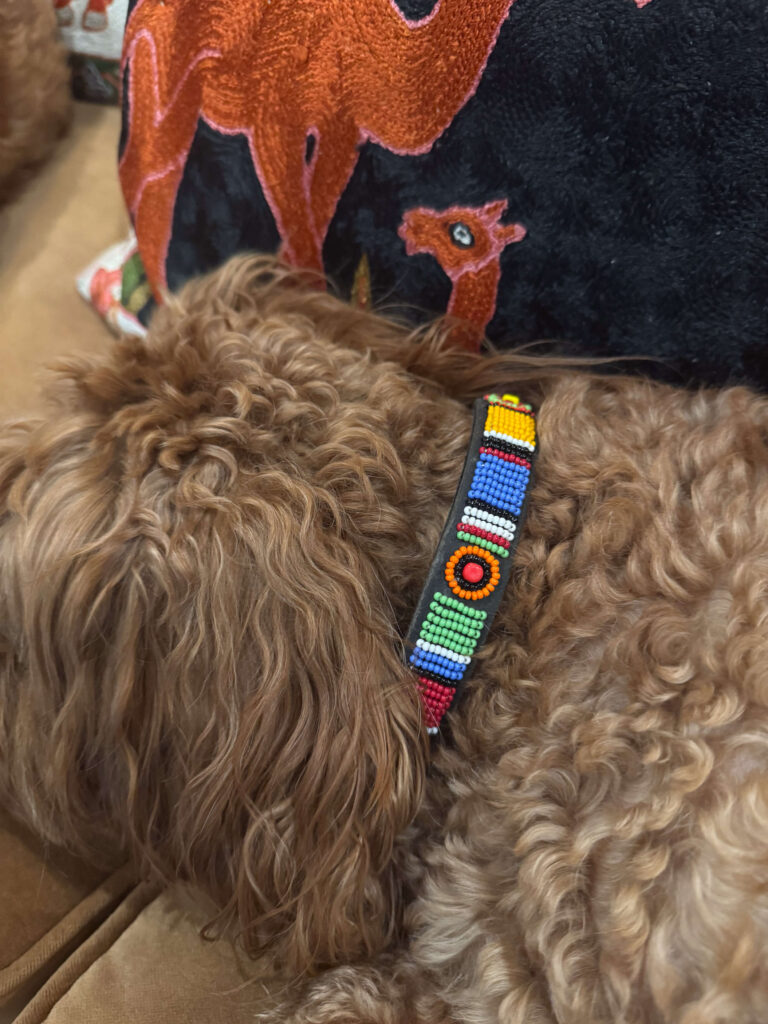 Close-up of a beaded dog collar in bold colors on a curly-haired brown dog, with embroidered cushion in background.
