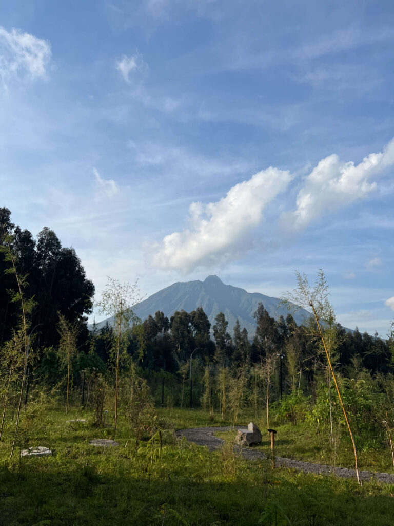 View of Mount Bisoke in Rwanda at sunset, framed by green forest and bamboo in the foreground